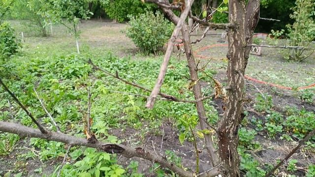 Наводим порядок в доме и во дворе. Уже видны результаты нашего труда. И видео видео от родителей. смотреть онлайн