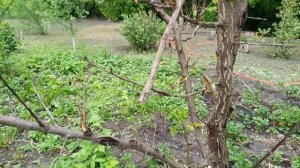 Наводим порядок в доме и во дворе. Уже видны результаты нашего труда. И видео видео от родителей.