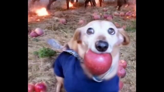 История собаки с яблоком на СВО