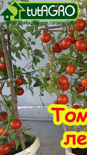 ПО ВЕДРУ ТОМАТОВ с КУСТА! Все дело в особенном поливе! Чудо-раствор для полива. Томаты в ведрах.