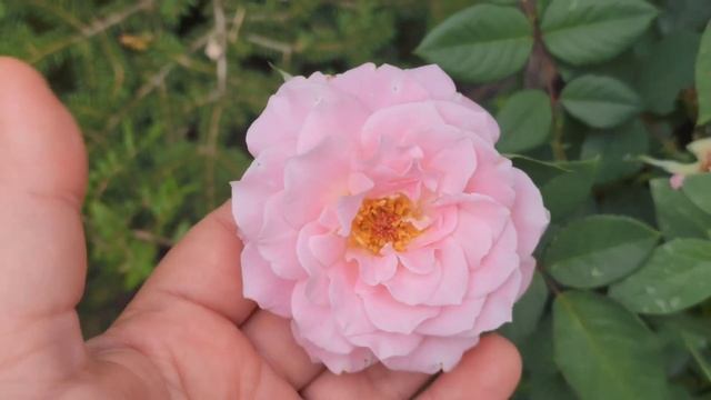 Чайные беседы в августе. Итоги Лета в Саду