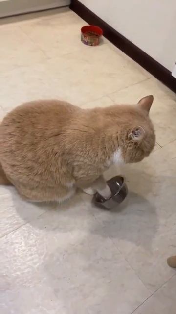 кому кота отдать?