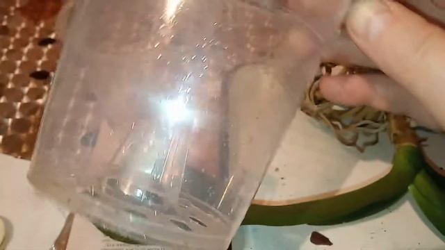 44)ОПЕРАЦИЯ ПО СПАСЕНИЮ ДВУХ ОРХИДЕЙ(Ч 1) смотреть онлайн