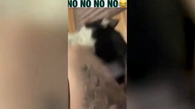 ПРИКОЛЫ 2020 Май #1105 ржака угар прикол ПРИКОЛЮХА смотреть онлайн