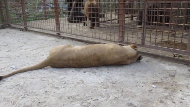 Хорошая погода. Эльза и медведи