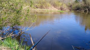 Ловлю на Боковой кивок. Плотва, Елец