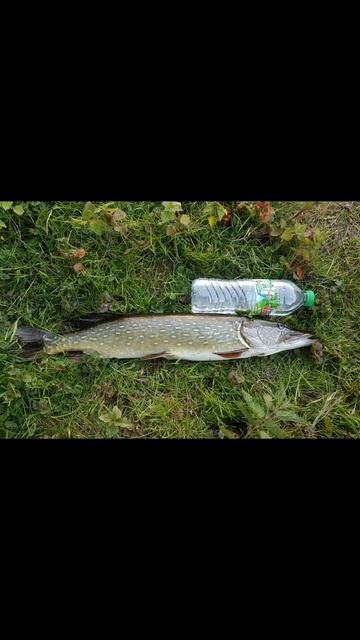 По щучьиму велению.