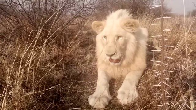 White lion Pushok. Белый лев Пушок смотреть онлайн