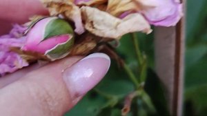 РОЗОЧКА 🌹🌸✨СВИТ ЛАГУНА SWEET LAGOON