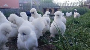 Китайские шелковые куры-2