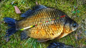 КРУПНЫЙ КАРАСЬ НА ПОПЛАВОК В МАЕ. ХЕРАБУНА
