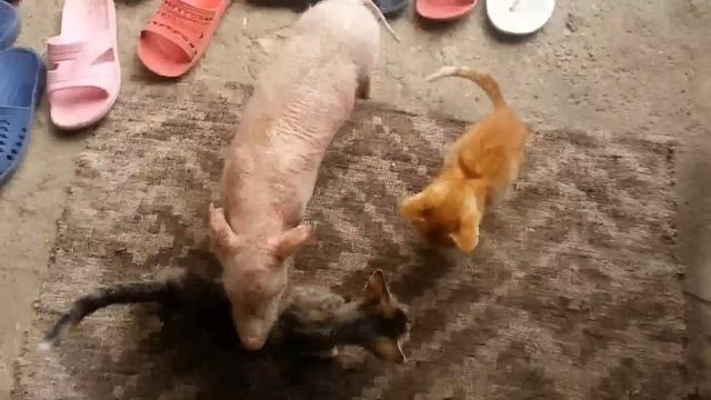 Прасенцето Бейб! смотреть онлайн