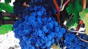 Лучшие винные сорта винограда Кавказского происхожде