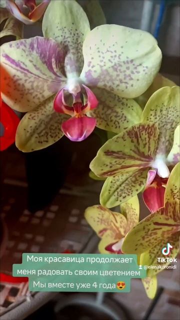 Моя красавица😍 #цветы #радость #счастьеесть #цветыцве смотреть онлайн