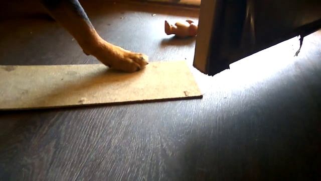 РОТВЕЙЛЕР УБИРАЕТ ИГРУШКИ.котики и ротики 33