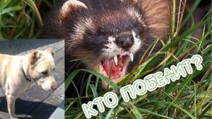 КУРЫ. НАШЕСТВИЕ ХОРЬКА. ОХРАНА В ДЕЛЕ.