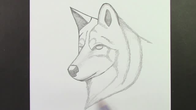 Простой рисунок волка карандашом: как нарисовать волка поэтапно, лёгкие рисунки карандашом смотреть онлайн