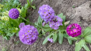 Май в Саду 18 мая 2025