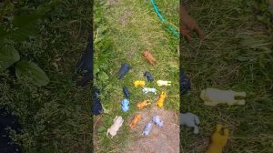 день сквиши собачек на даче мойка собак пошла не по пл?