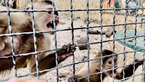 Эта семья капуцинов так ПЕРЕЖИВАЕТ за нашего Финика, что даже ОТКАЗАЛИСЬ от орехов! смотреть онлайн