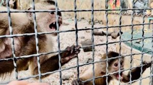 Эта семья капуцинов так ПЕРЕЖИВАЕТ за нашего Финика, что даже ОТКАЗАЛИСЬ от орехов!