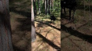 Как вырастить высокоудойную козу. Сколько месяцев выпаивать козочку молоком.Растим козочку правильно