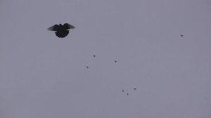 Курские голуби 2 мая 2025 г.