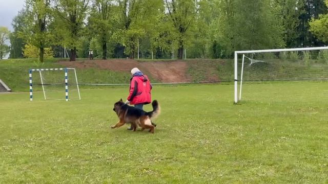 2 Отл. Team Zilber Wasserfall D-AKBARS +++ №109 / КЧК+ БОРИСОВ (BY) 17 мая`25 M.Jovovic Моно нем.овч