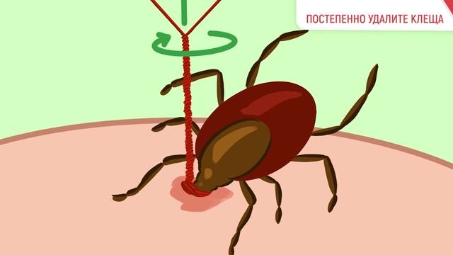 Иксодовые клещи