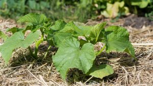 Первая ПОДКОРМКА ОГУРЦОВ после всходов - САМАЯ ВАЖНАЯ! Закладка будущего урожая.