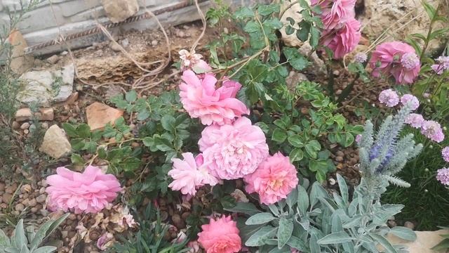 Роза-первогодка Кристофер Марлоу