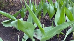 Только так вы сохраните крупность бутонов ваших тюльпанов на будущий год. Как правильно обрезать