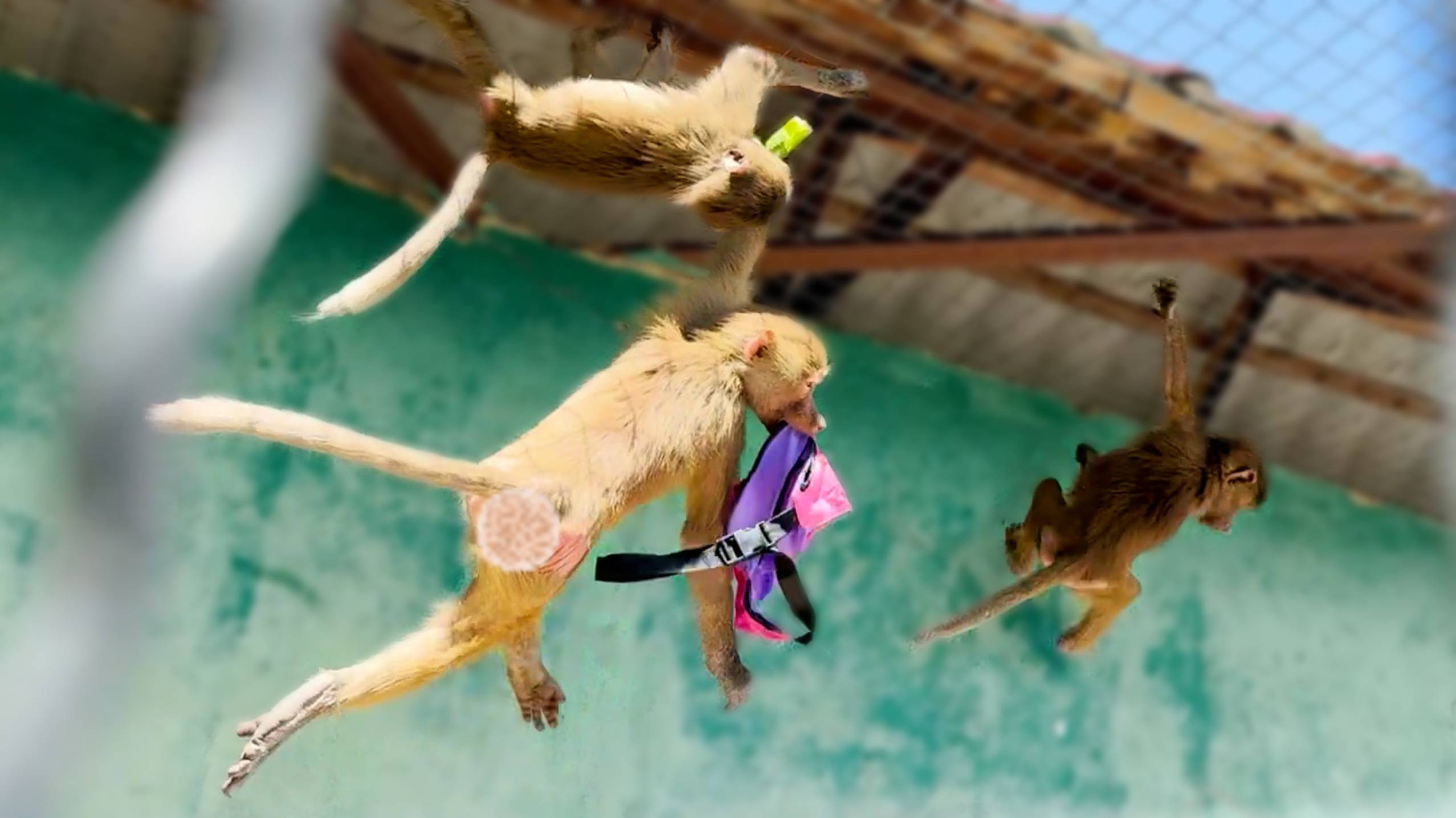 Этот ВИЗГ слышал весь парк! Степа у Люси сумку украл! Хитрая Люся спрятала ее под потолком! Умора! смотреть онлайн