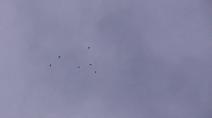 Курские голуби 27 мая 2025 г гон старых 2ч 15м