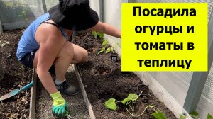 Посадила помидоры и огурцы в теплицу