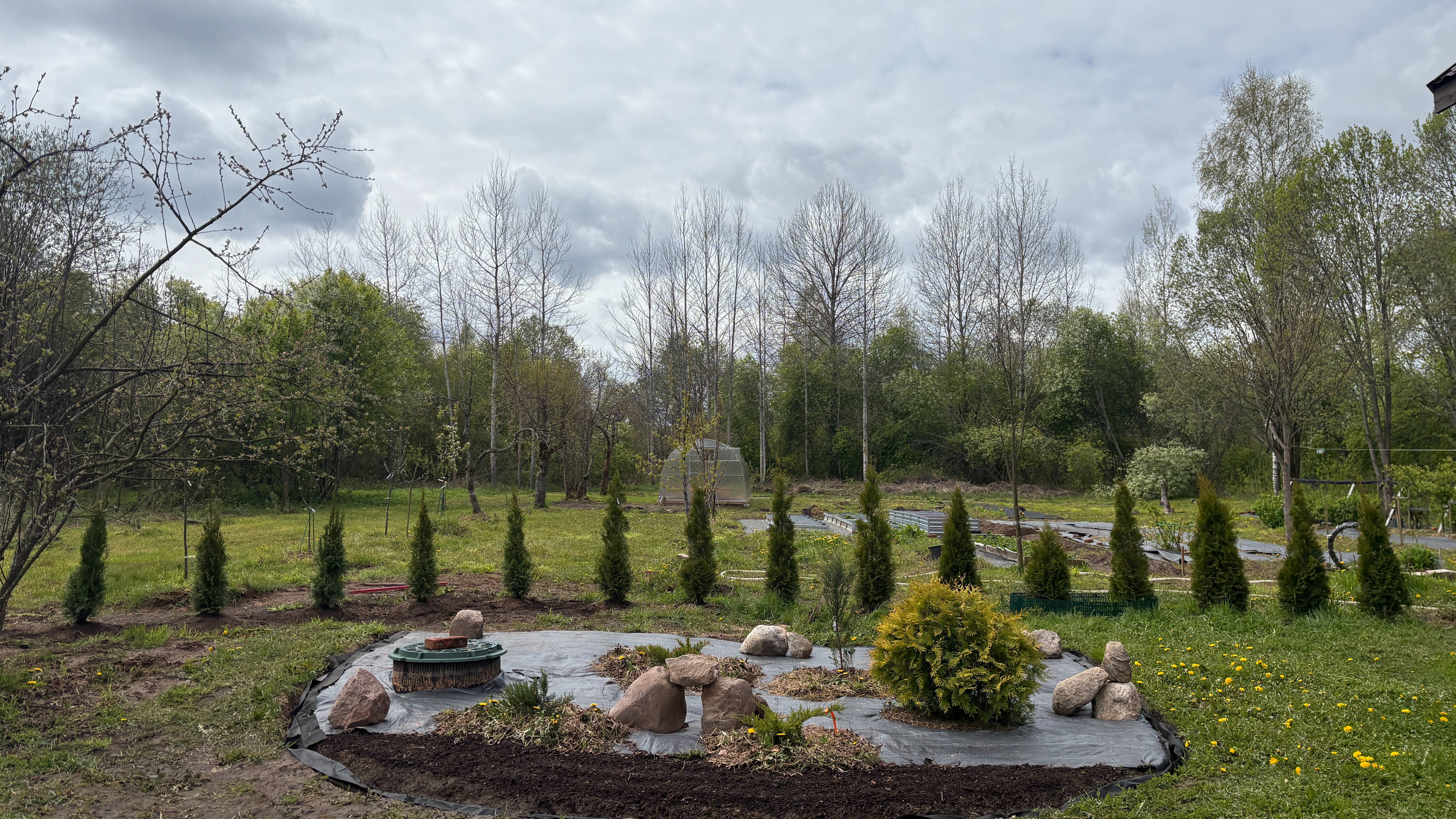 Как посадить живую изгородь из Туи Смарагд. Завершаем посадку живой изгороди.