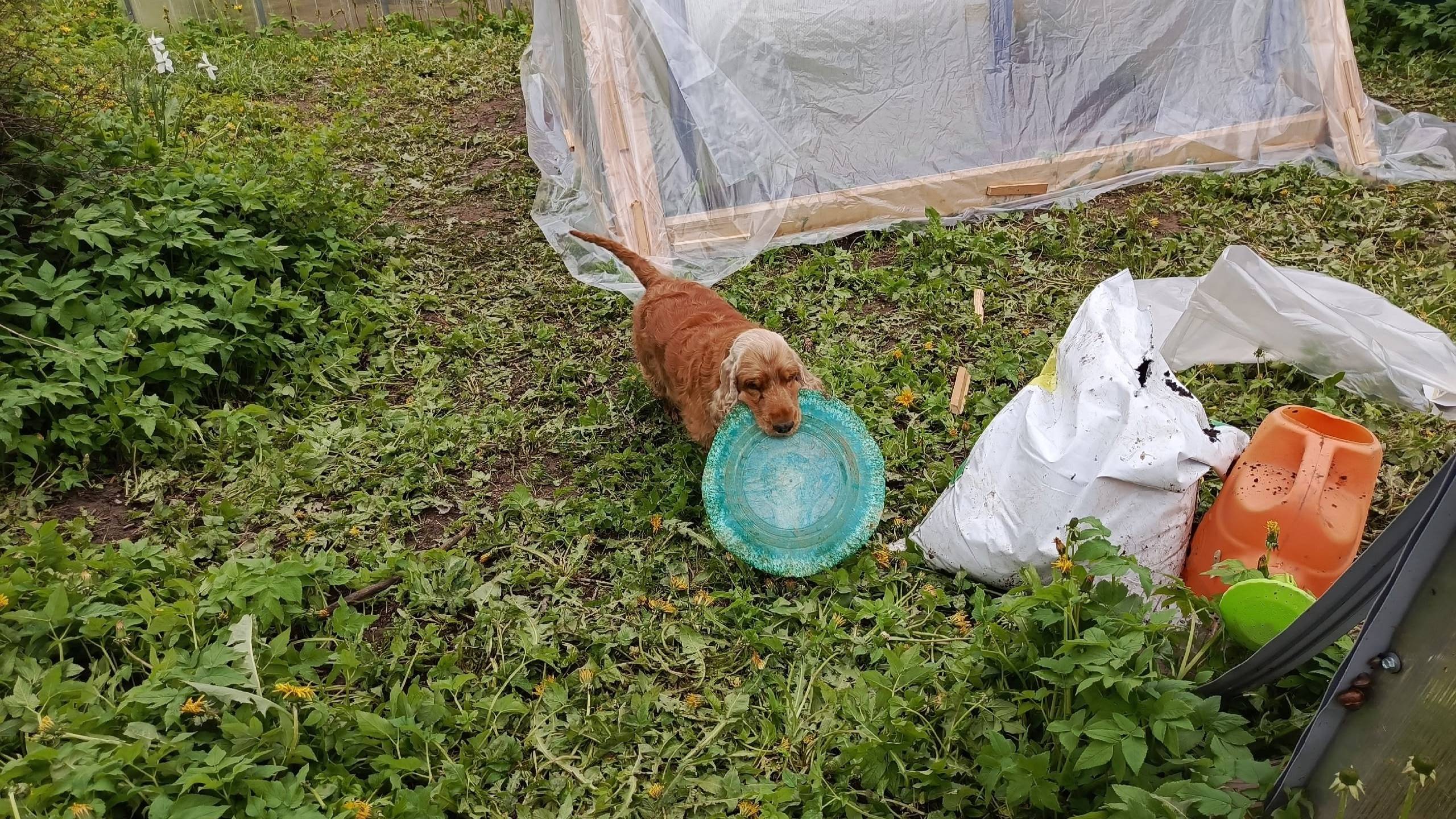 Доделал теплицу, посадка томатов, кошение травы, разные дела | 23-25 мая 2025 смотреть онлайн