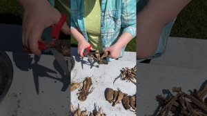 Спасаем клубни георгин