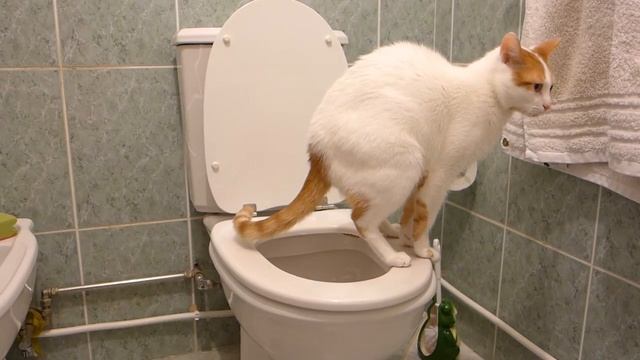 Кот ходит на унитаз и сам смывает за собой))) смотреть онлайн