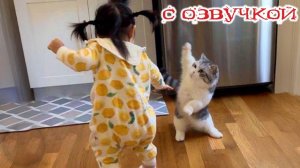 Приколы с котами! - С ОЗВУЧКОЙ! Самые смешные животные! СМЕШНЫЕ КОТЫ!