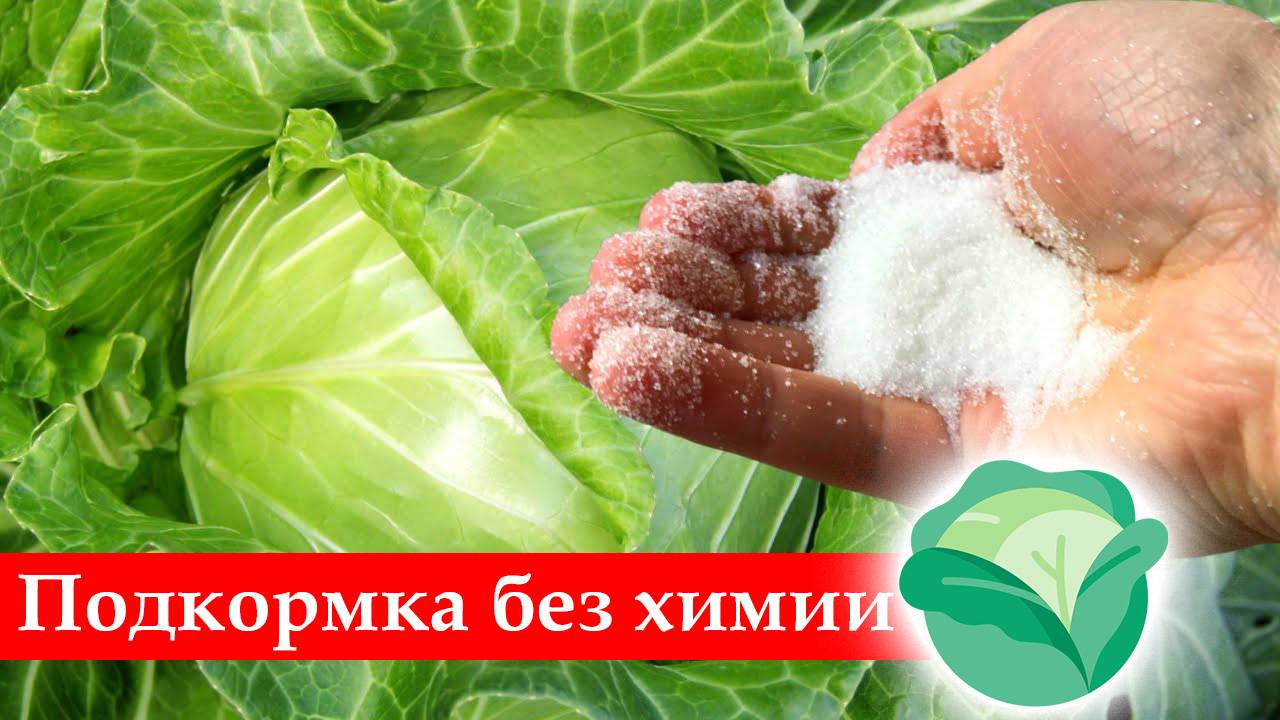 ЧЕМ ПОДКОРМИТЬ РАССАДУ КАПУСТЫ,ЕСЛИ ОНА ПЛОХО РАСТЕТ смотреть онлайн