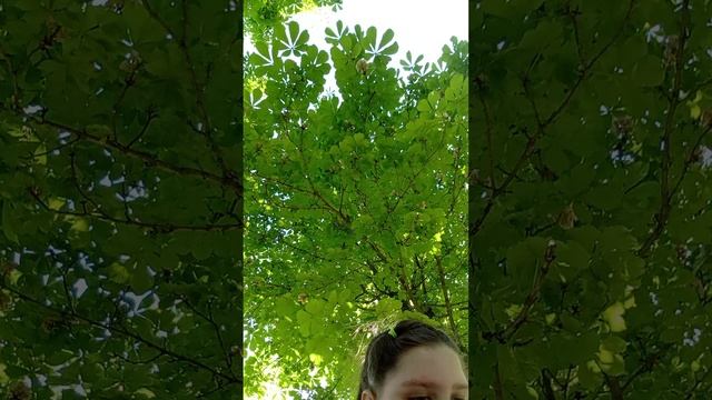 ёжик в кедах