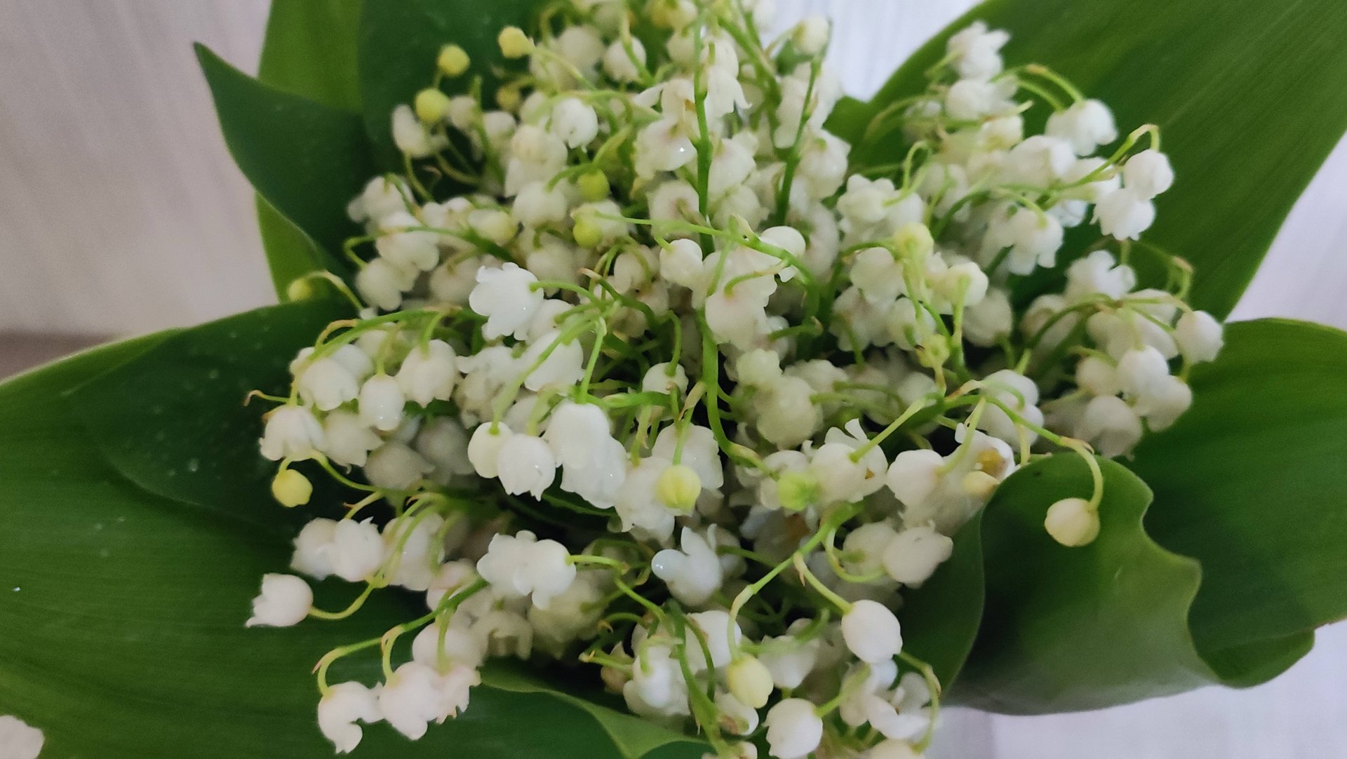 Книги. Ужин и цветы. смотреть онлайн