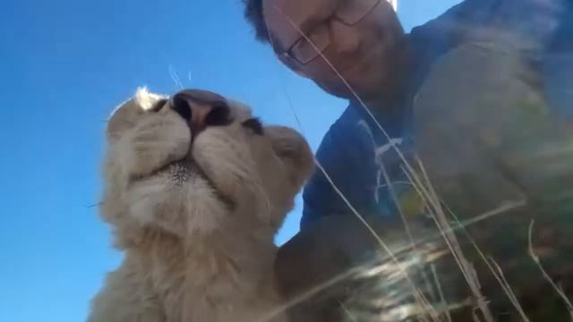 White lioness Mia. Белая львичка Мия смотреть онлайн