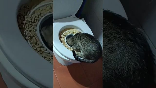 Как приучить кота к унитазу. Часть 2 смотреть онлайн