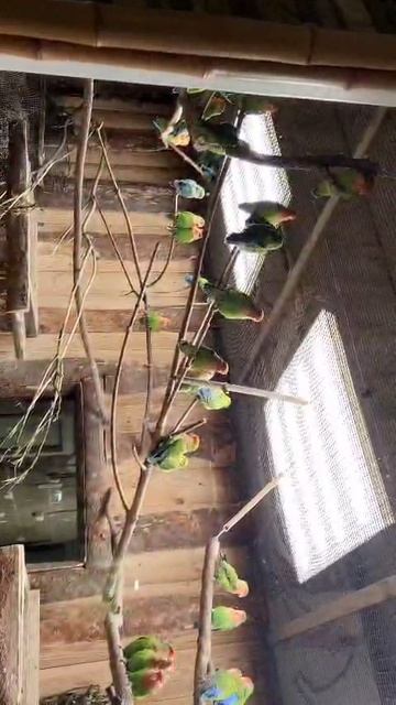 папугай папугай