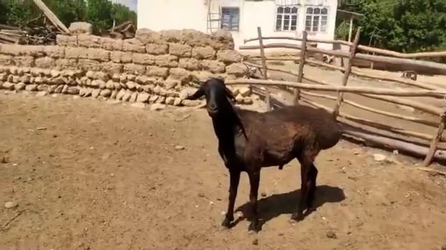 2 тиш кочкор са-т срочно шашылыныздар+996770432339