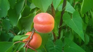 Абрикос Магадор и не только... Астрахань 26.05.2025г