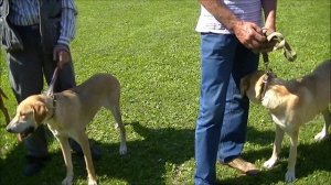 Ивановская выставка охотничьих собак 2013г . Ринги - русских гончих .#охота#собака#топ #hunting