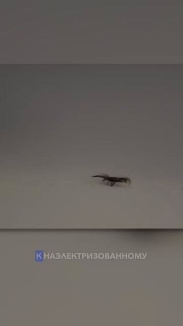 Секрет клеща смотреть онлайн